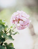 Close-up of geranium flower