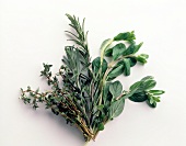 Fresh herb like rosemary, thyme and marjoram on white background