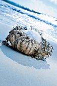 Salt in a barnacle on beach near the sea