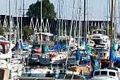 View of sail boats moored on harbour at Rungsted, Oresund, Denmark