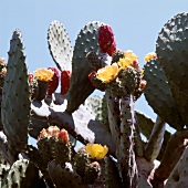 Yellow flowers of cactus