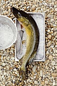 Fresh northern pike fish with ice on pebbles