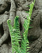 junger Straussfarn, Steinfigur, Grünpflanze, eingerollt, Blätter