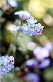 Close-up of forget-me-not flowers