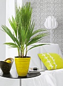 Priest palm tree on table against sofa with yellow pillow in white living room