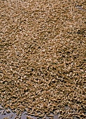 Close-up of cumin seeds