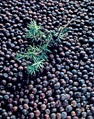 Close-up of juniper berries with juniper leaves