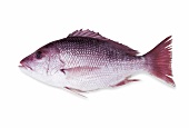 Fresh red snapper on white background