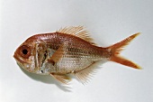 Fisch,  Freisteller: Alfoncino rot, roh