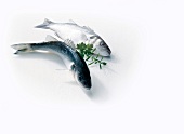 Two raw sea bass on white background