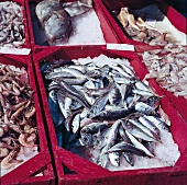 Fisch, frische Makrelen in Auslage