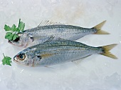 Two raw fish with pieces of ice on white background