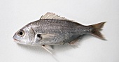Fisch, Freisteller: Achsel- fleckbrasse, roh