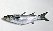 Fisch, großköpfige Meeräsche, roh