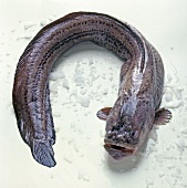 Raw fish with pieces of ice on white background