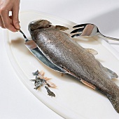 Fisch; Fisch zerlegen, Step3, Haut abtrennen
