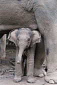 Elefantenbaby steht zwischen Beinen seiner Mutter, klein, grau