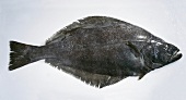 Fisch, Freisteller: schwarzer Heilbutt