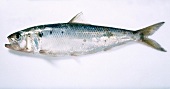 Close-up of raw shad fish on white background