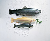 Fisch,  3 verschiedene Zuchtforellen, roh, Eis