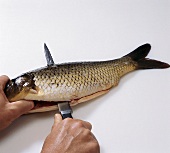 Fisch,  Step 1: Karpfen hinter dem Kopf m. Messer durchstechen