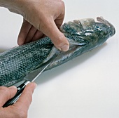 Fisch, Step 1: Fisch am Rücken einschneiden