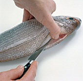 Close-up of hand cutting fish on the spine on white background, step 1