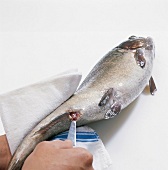 Fisch, Step 1: Lachsforelle am After einschneiden