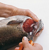 Fisch, Step 2: Kiemen ein- schneiden