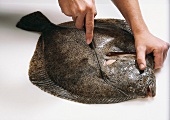 Fisch,  Step 2: Messer am Kopf des Steinbutts ansetzen