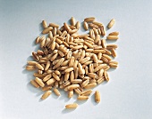 Oats grain on white background