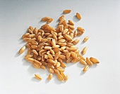 Durum wheat on white background