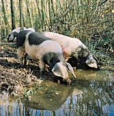 Schweine trinken Wasser im Wald, gefleckt