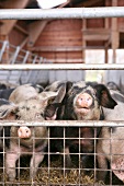 Schweine  im Stall, Bunte Bentheimer, gefleckt