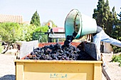 Worker pouring grapes from bucket in truck