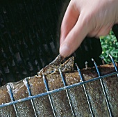 Close-up of dorsal fin of salmon trout being pulled from grill basket