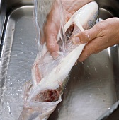 Fisch, Step 11: Bauchhöhle unter Wasser ausspülen