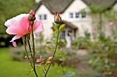 Close-up of wild rose buds