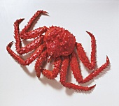 Buch der Meeresfrüchte King Crab, freifestellt