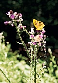 Nationalpark Kellerwald-Edersee in Hessen, Schmetterling in gelb