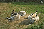 Donkeys lying on pasture at Keller Edersee National Park in Hessen, Germany