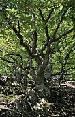 Nationalpark Kellerwald-Edersee in Hessen, Wald und Baum