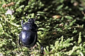 Close-up of dung beetle at Keller Edersee National Park in Hessen, Germany