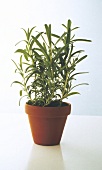 Rosemary plant in clay pot