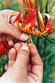 Close-up of man covering the stigma of panther lily for artificial pollination