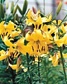 Close-up of Asian yellow hybrid lilies