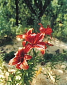 Sämling einer asiatischen Hybridlilie, aufrecht stehende Blüten, rot