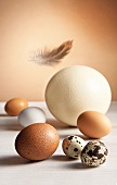 Verschiedene Eier: Hühnereier, Wachteleier, Straußeneier, Feder