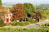 View of house on street corner with trees and vineyard in France