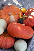Close-up of various pumpkins in box